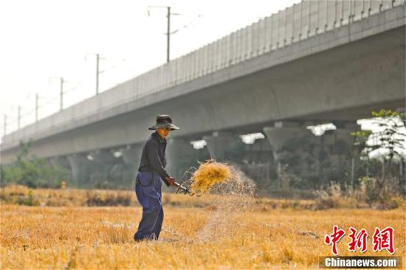 Henan : des trains à travers les champs de blé doré