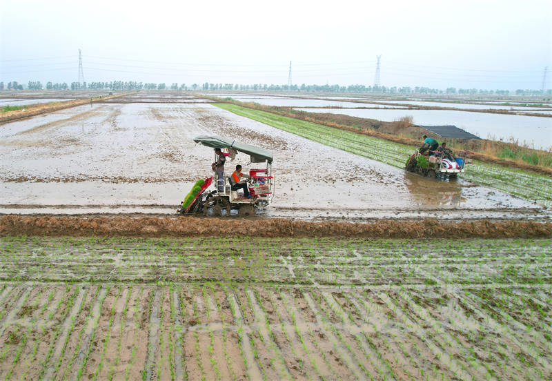 Jiangsu : le ? riz marin ? commence à être repiqué à Lianyungang