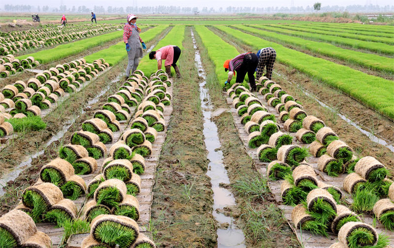 Jiangsu : le ? riz marin ? commence à être repiqué à Lianyungang