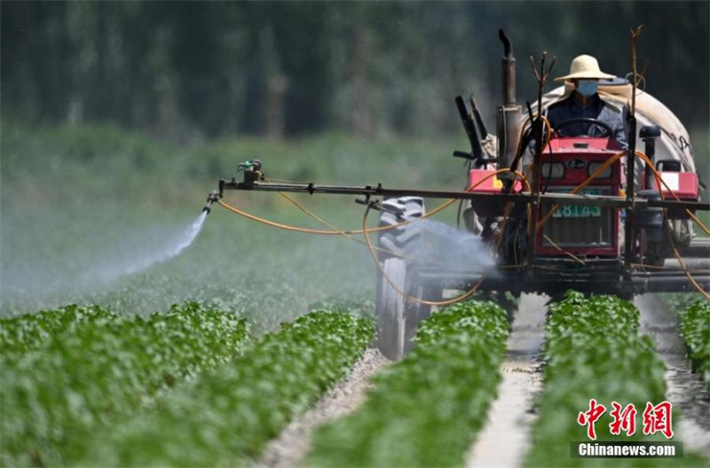 Des équipements intelligents stimulent la culture de coton au Xinjiang