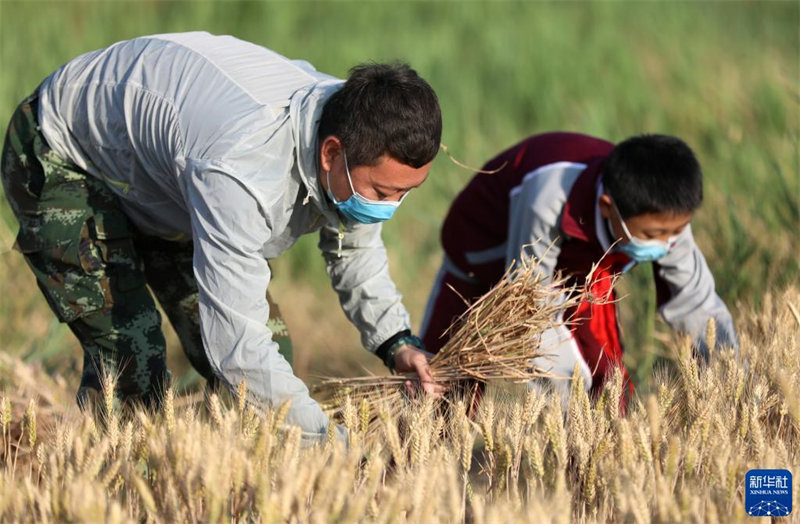 Hebei : tomber amoureux du travail en récoltant du blé