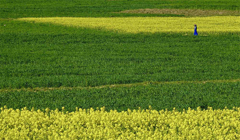 Tibet : les fleurs de colza s'épanouissent à Dagze