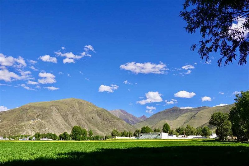 Tibet : les fleurs de colza s'épanouissent à Dagze