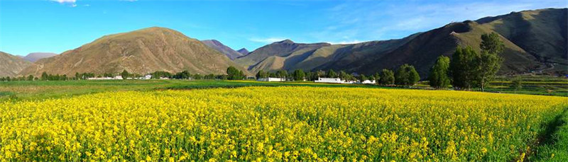 Tibet : les fleurs de colza s'épanouissent à Dagze