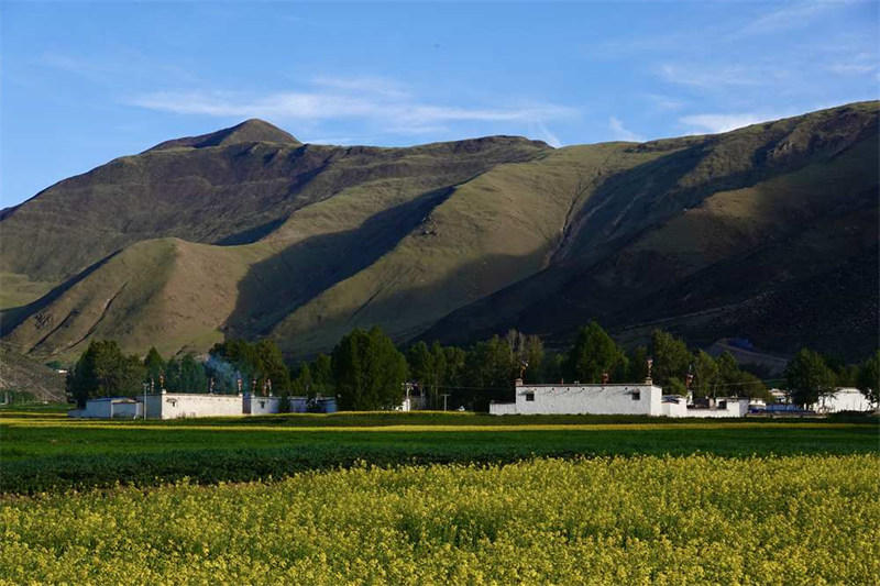 Tibet : les fleurs de colza s'épanouissent à Dagze