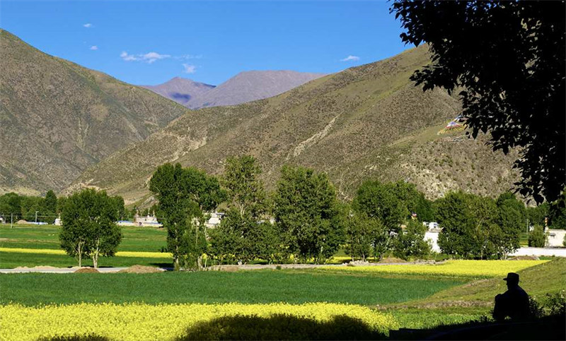 Tibet : les fleurs de colza s'épanouissent à Dagze