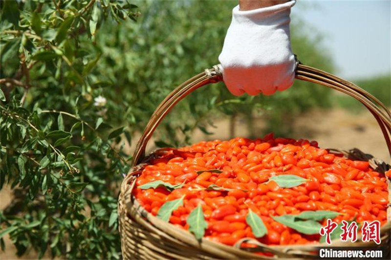 Ningxia : la première récolte des gojis de cette année bat son plein