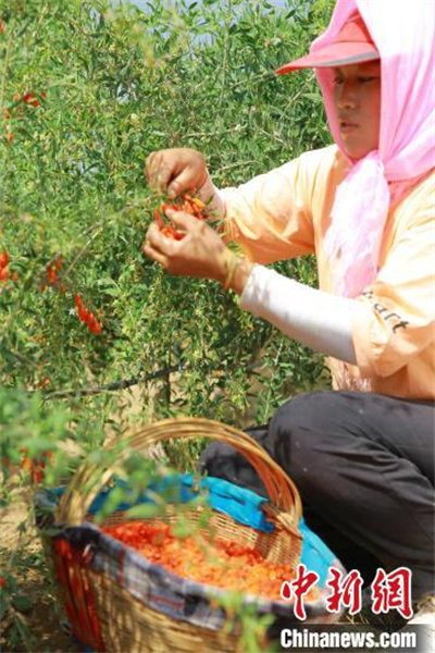 Ningxia : la première récolte des gojis de cette année bat son plein