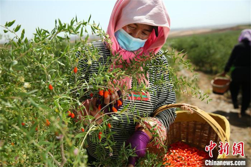 Ningxia : la première récolte des gojis de cette année bat son plein