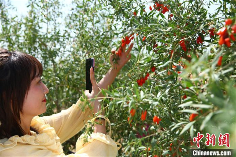 Ningxia : la première récolte des gojis de cette année bat son plein