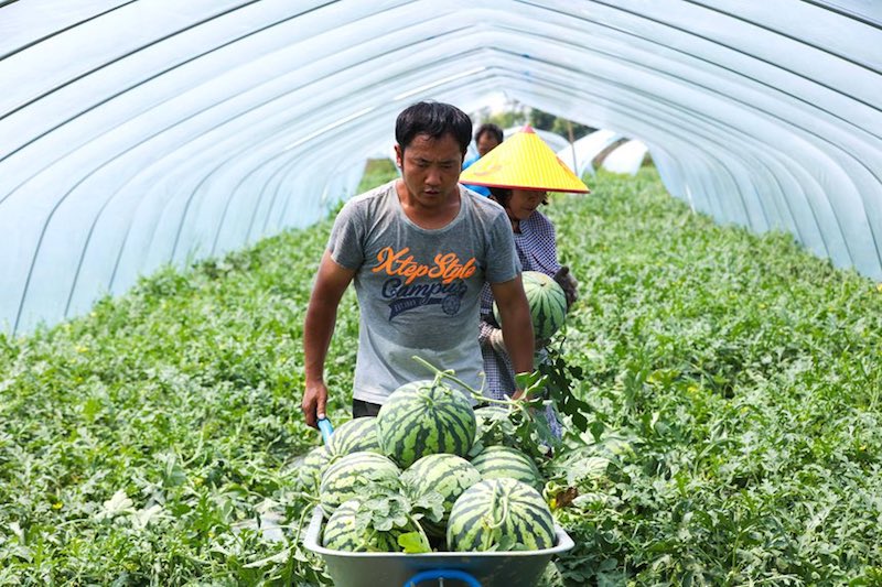 Henan : une récolte exceptionnelle de pastèques à Guangshan