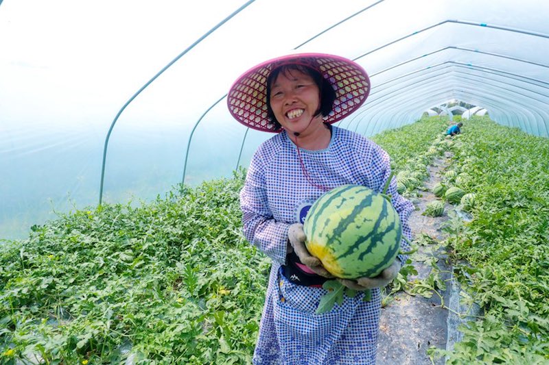 Henan : une récolte exceptionnelle de pastèques à Guangshan