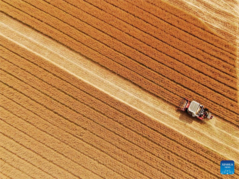 Shandong : des agriculteurs récoltent du blé d'hiver dans le village de Gaomiaoli