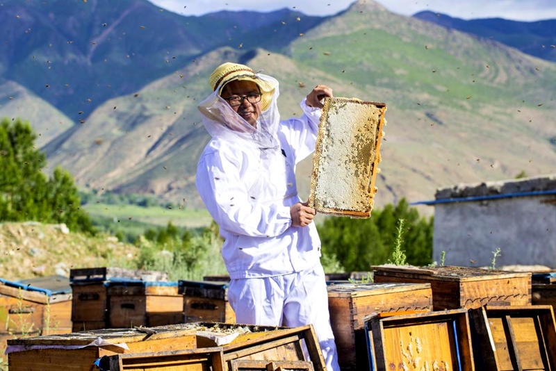 Tibet : un apiculteur aide les habitants à s'enrichir