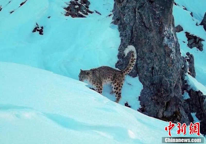 Sichuan : un léopard des neiges réappara?t dans la zone de Wanglang du parc national des pandas géants