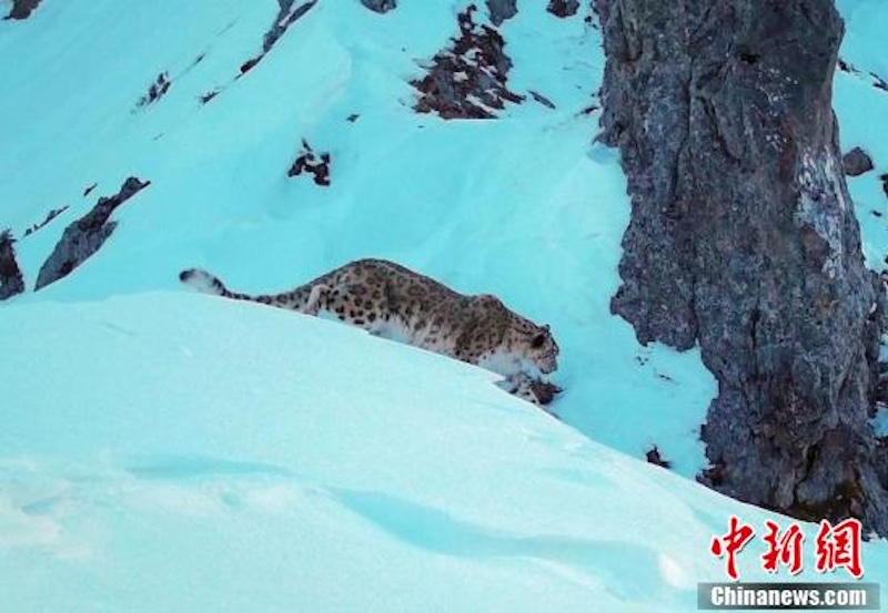 Sichuan : un léopard des neiges réappara?t dans la zone de Wanglang du parc national des pandas géants