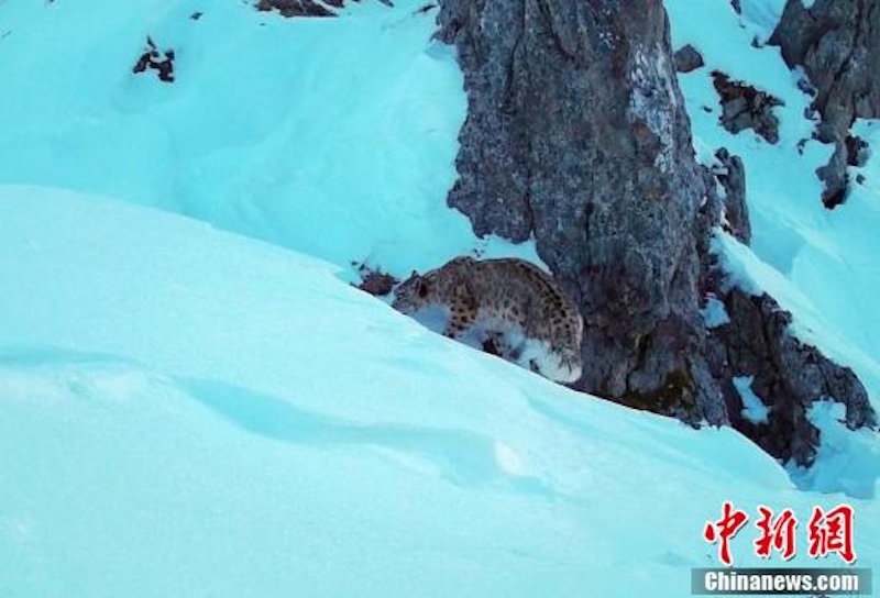 Sichuan : un léopard des neiges réappara?t dans la zone de Wanglang du parc national des pandas géants