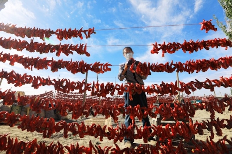 Xinjiang : les piments rouges apportent une vie heureuse à Bohu