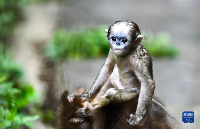 Guizhou : un singe au nez retroussé nouveau-né se porte bien