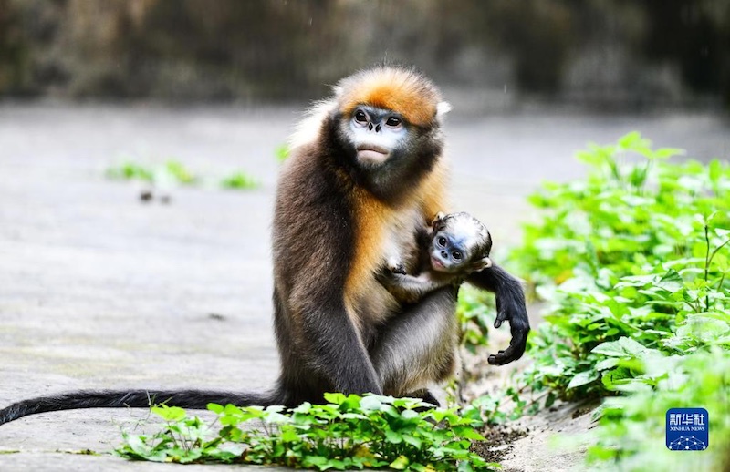 Guizhou : un singe au nez retroussé nouveau-né se porte bien