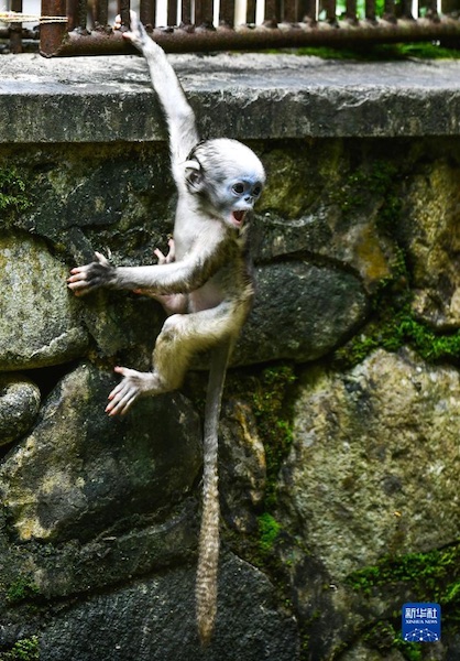 Guizhou : un singe au nez retroussé nouveau-né se porte bien