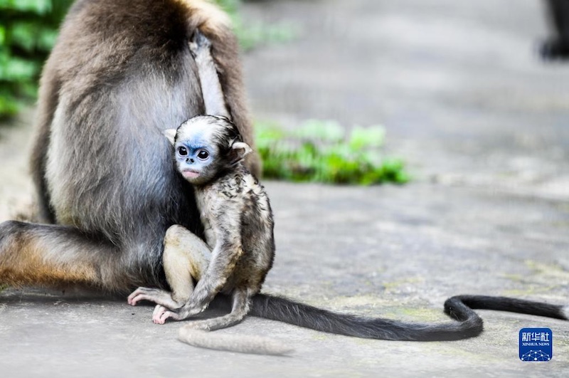 Guizhou : un singe au nez retroussé nouveau-né se porte bien