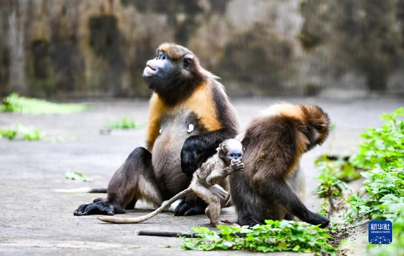 Guizhou : un singe au nez retroussé nouveau-né se porte bien