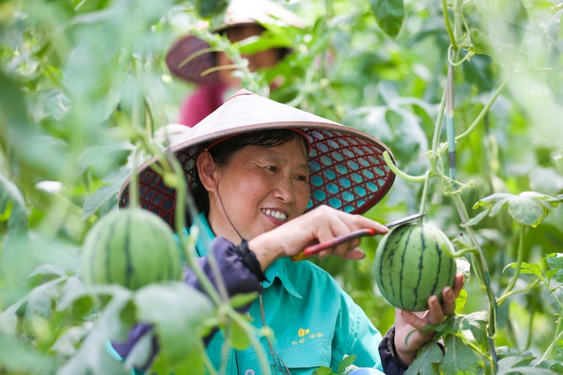 Zhejiang : la cueillette de ? pastèques suspendues ? à Deqing