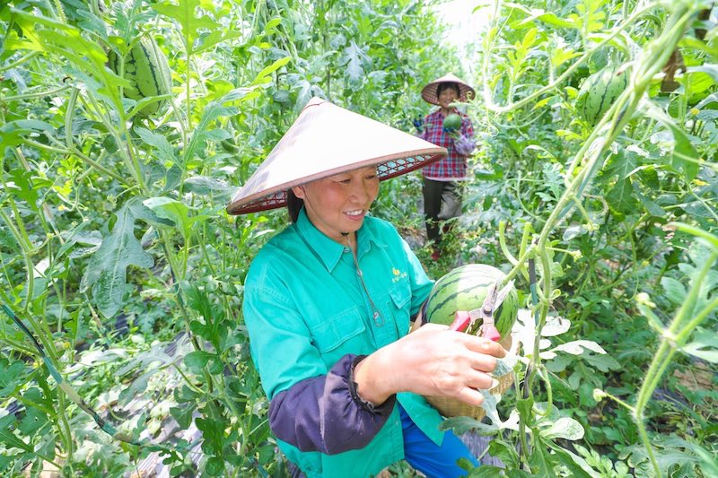 Zhejiang : la cueillette de ? pastèques suspendues ? à Deqing