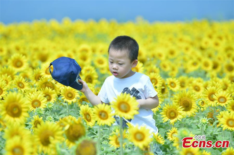 Les tournesols en pleine floraison attirent des visiteurs dans le Zhejiang