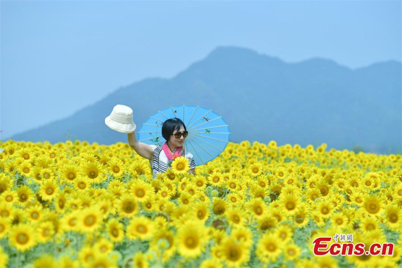 Les tournesols en pleine floraison attirent des visiteurs dans le Zhejiang