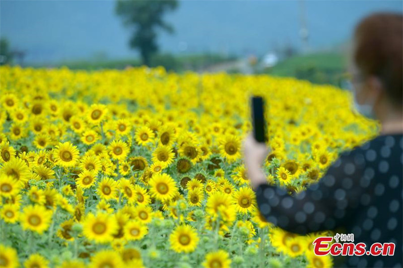 Les tournesols en pleine floraison attirent des visiteurs dans le Zhejiang