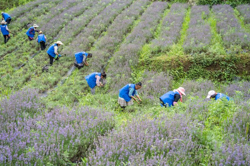 Guizhou: grace à la lavande plantée dans les villages de montagne, l'industrie des ar?mes enrichit les habitants