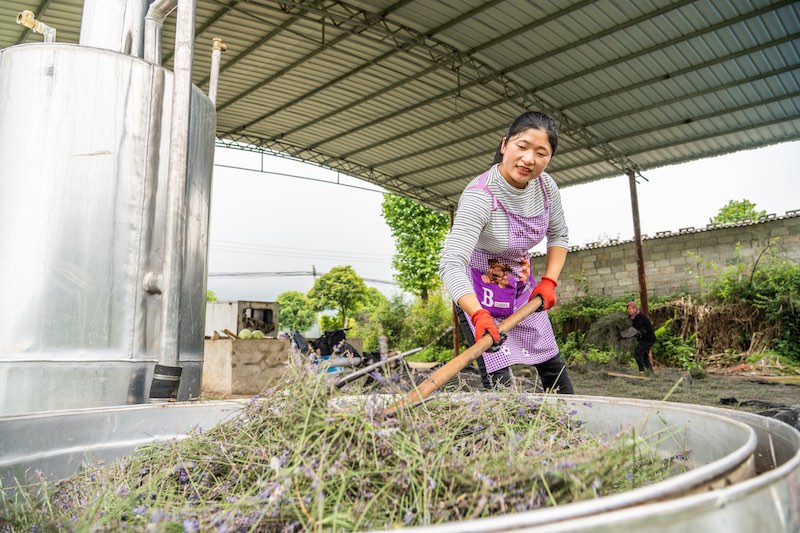 Guizhou: grace à la lavande plantée dans les villages de montagne, l'industrie des ar?mes enrichit les habitants