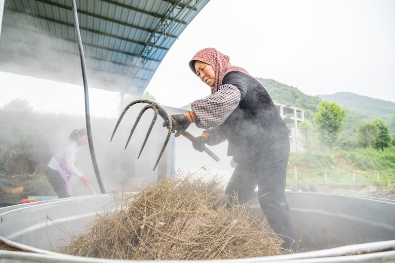 Guizhou: grace à la lavande plantée dans les villages de montagne, l'industrie des ar?mes enrichit les habitants