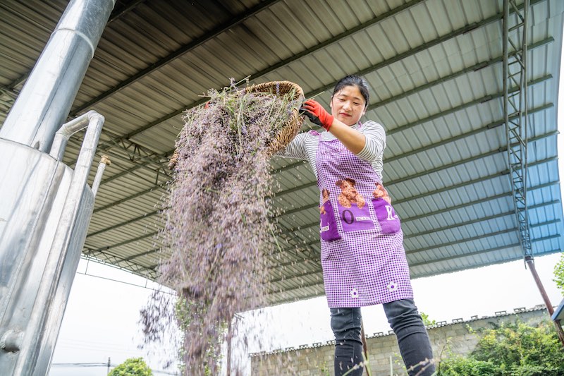 Guizhou: grace à la lavande plantée dans les villages de montagne, l'industrie des ar?mes enrichit les habitants