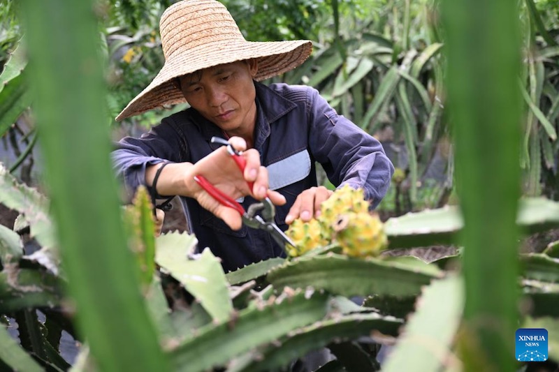 Le pitaya jaune prend racine sur l'?le tropicale de Hainan