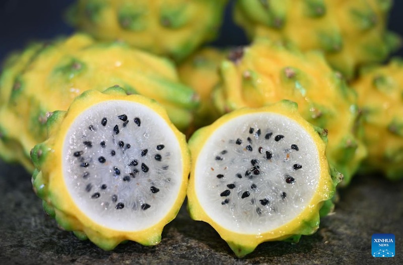 Le pitaya jaune prend racine sur l'?le tropicale de Hainan