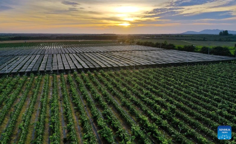 Le pitaya jaune prend racine sur l'?le tropicale de Hainan