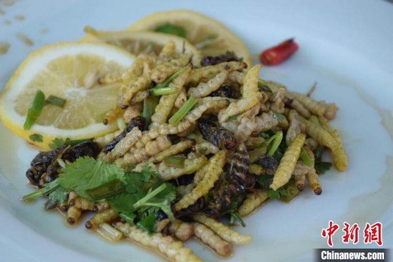 Hubei : un ? festin d'insectes ? à l'Université agricole de Huazhong