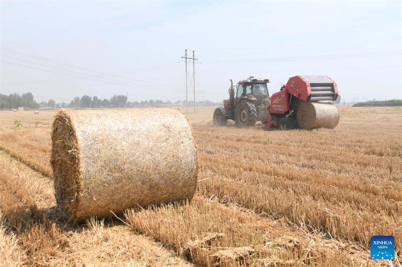 Des agriculteurs travaillent dans les champs à travers la Chine