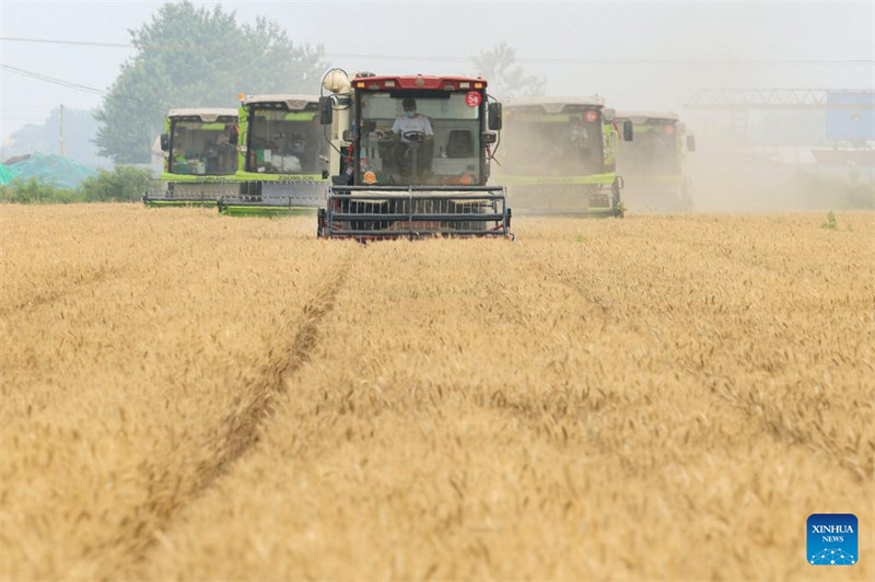 Des agriculteurs travaillent dans les champs à travers la Chine