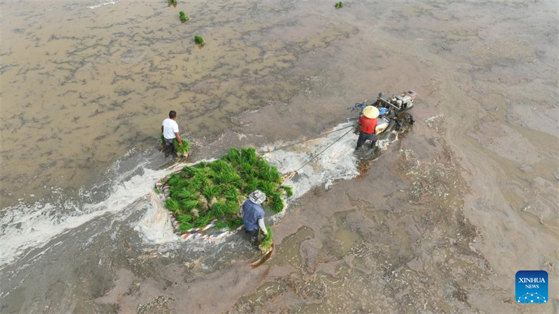 Des agriculteurs travaillent dans les champs à travers la Chine