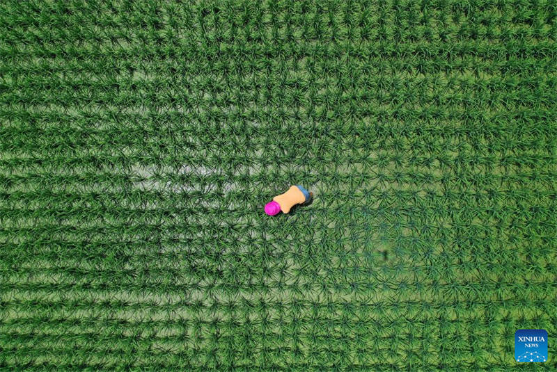 Des agriculteurs travaillent dans les champs à travers la Chine