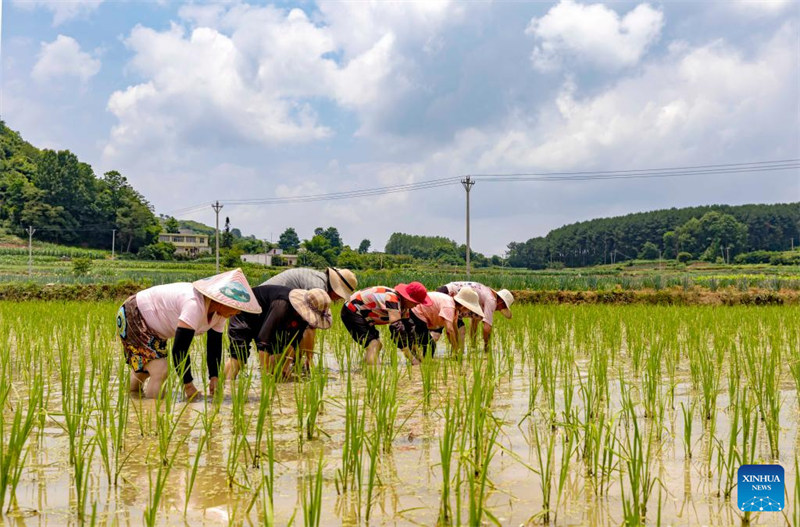 Des agriculteurs travaillent dans les champs à travers la Chine