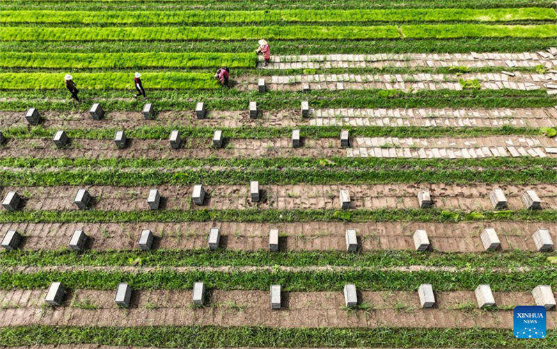 Des agriculteurs travaillent dans les champs à travers la Chine