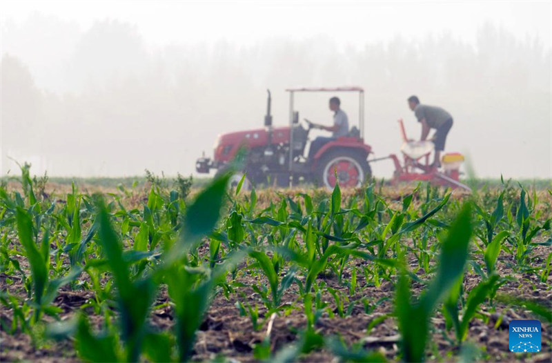 Des agriculteurs travaillent dans les champs à travers la Chine