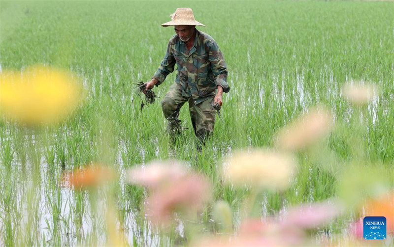 Des agriculteurs travaillent dans les champs à travers la Chine