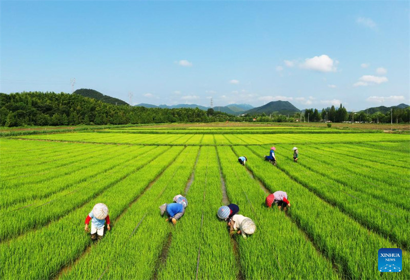 Des agriculteurs travaillent dans les champs à travers la Chine