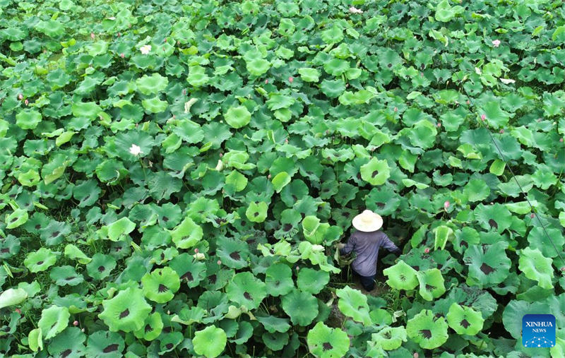 Des agriculteurs travaillent dans les champs à travers la Chine